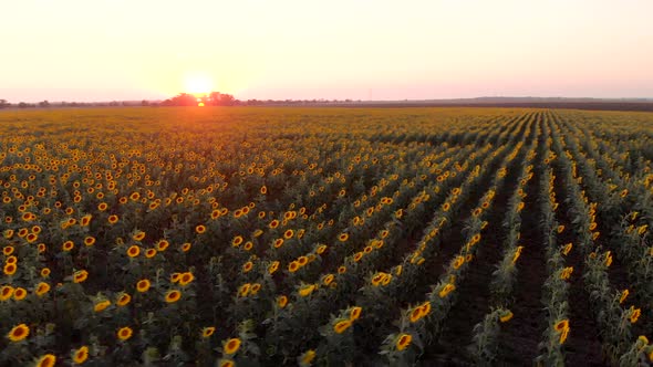 Beautiful Sunflower Field at Sunset