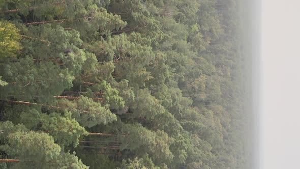 Vertical Video of a Green Forest on a Summer Day