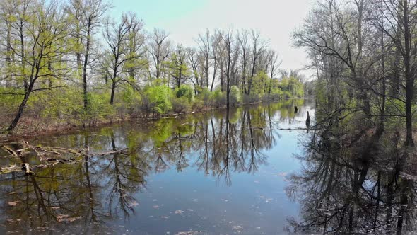 View of Small Dirty River Between the Different Trees