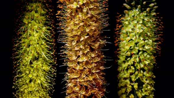 Orange Flower Eremurus Blooming in Time Lapse on a Black Background Around Yellow Flowers 