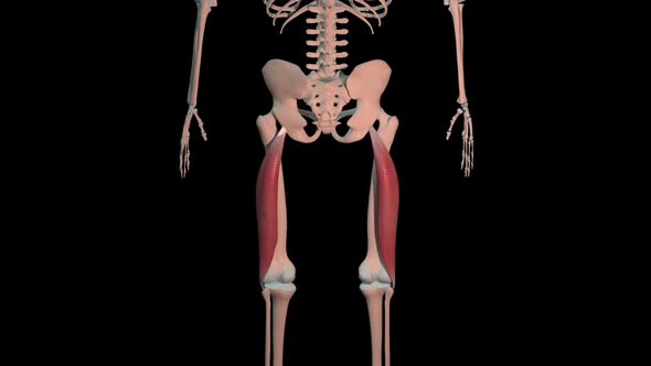 Bicep Femoris Muscles Full Roration Loop