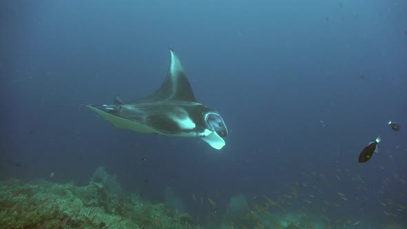 Manta ray passing close in front of the camera on a colorful coral reef in Raja Ampat.