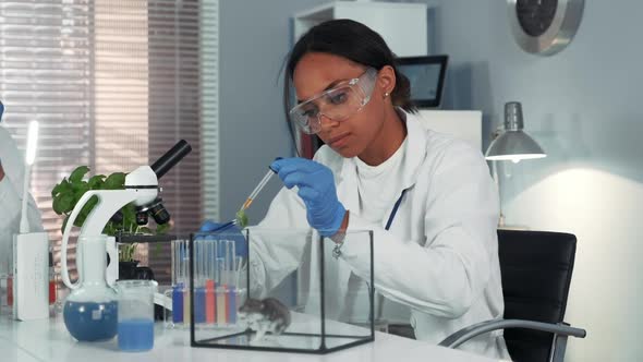 Mixed Race Research Scientist Providing Experiment with Lab Mouse By Giving It Some Doze of Medicine