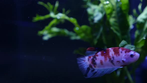 Close Up Of Koi Siamese Fighting Fish In A Fish Tank