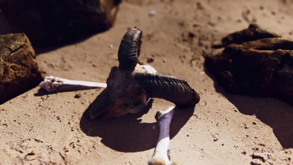 Ram Skull at Sand Beach