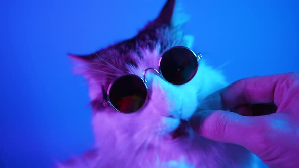 Funny White Cat in Sunglasses Eats Delicacy with His Hands on a Blue Background in Neon Light