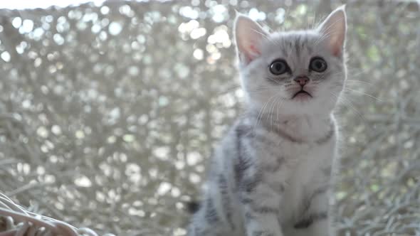 Cute British Kitten Sitting And Looking On Chair