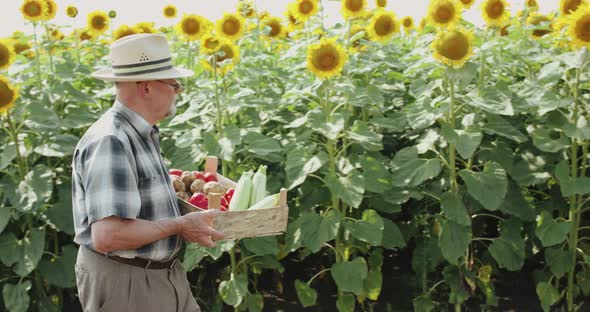 Senior Farmer Holds a Crate with Fresh Vegetables and Walks at Sunflower Field