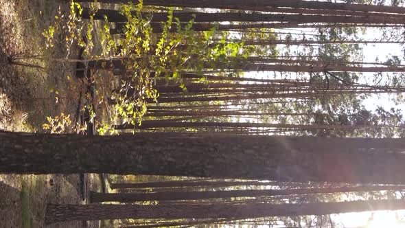 Vertical Video of an Autumn Forest During the Day in Ukraine