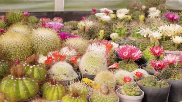 Blooming Cactuses in Flower Pots on a Table  Closeup