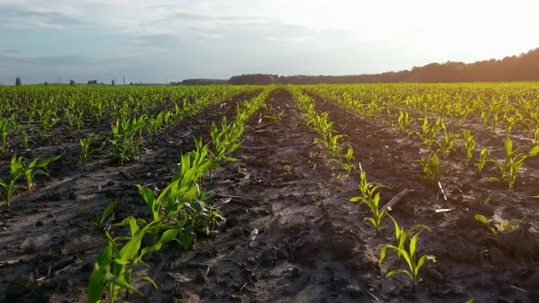 Corn Seedlings are Growing in Rows on Agricultural Field