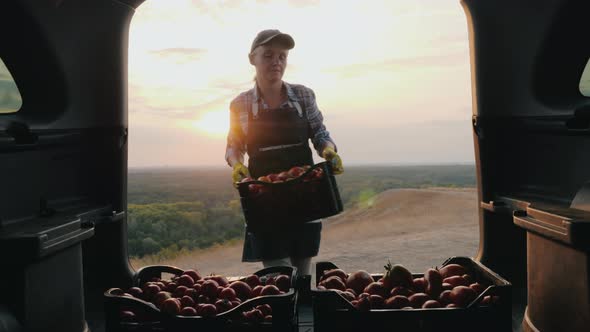 Woman Farmer Loads Boxes with Tomatoes in the Trunk of a Car