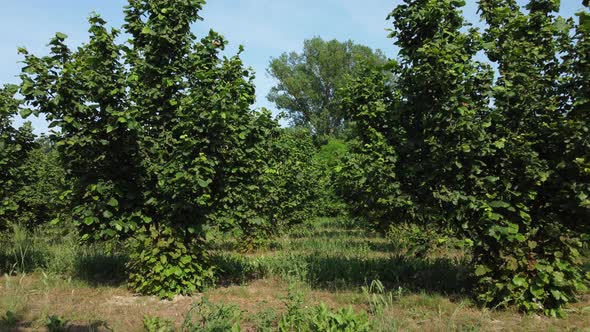 Hazelnut Cultivation