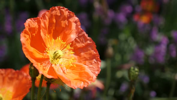 Orange boreal flowering plant Iceland Poppy in the garden 4K 2160p 30fps UltraHD footage - Papaver n
