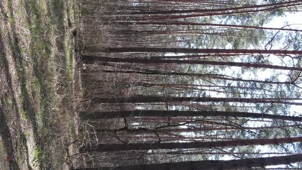 Vertical Video of Trees in a Pine Forest Slow Motion