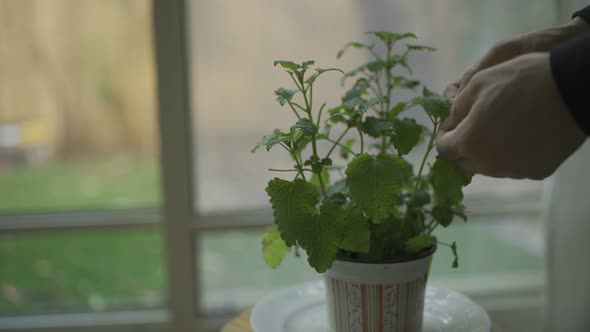 Glass with herbal tea is held with hands in apartment