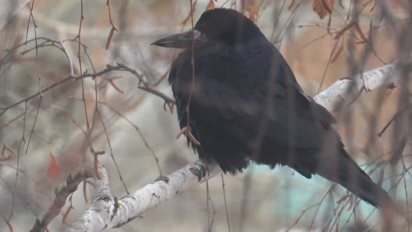 Black Jackdaw Bird Sits on the Branches of a Birch Tree in the Cold Autumn