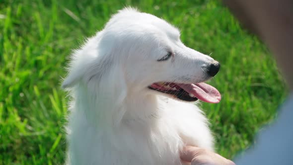 Guy Petting his Beautiful Dog on the green Lawn in the Park. Love for pets. Slow motion. Close-up