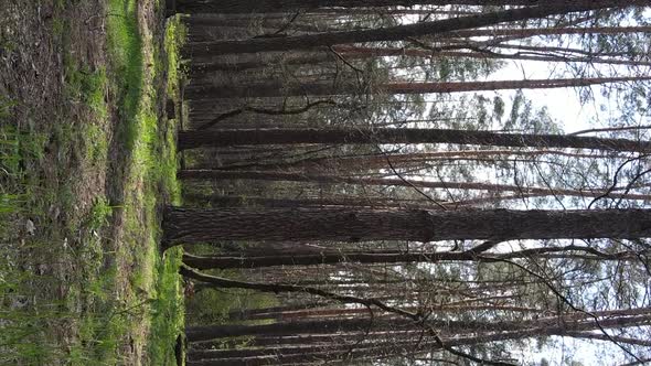 Vertical Video of Beautiful Forest Landscape Aerial View