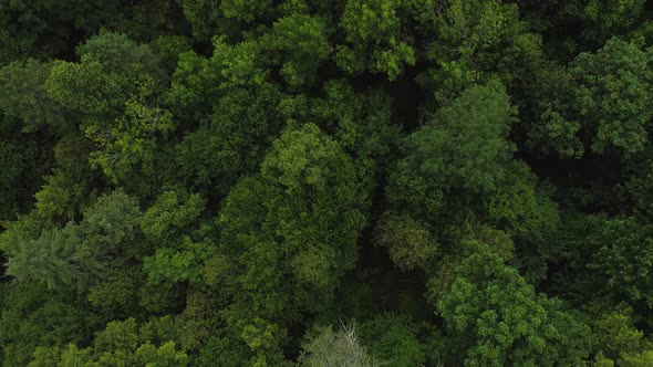 Slow zoom out of green trees.