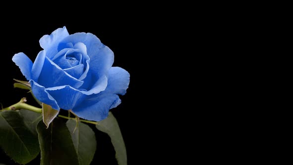 Beautiful Opening Blue Rose on White Background