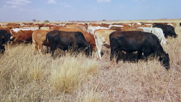 Free Range Cattle Grazing On A Rural Farm