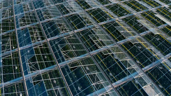 Establishing Shot of Venlo or Dutch Greenhouse Plant