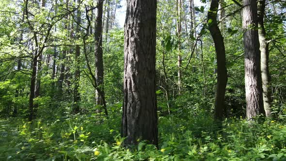 Trees in the Forest By Summer Day