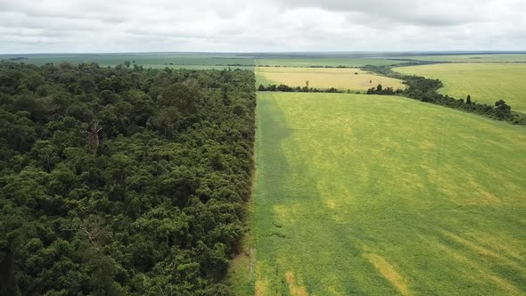 Division between the Amazon rainforest reserve and the soybean fields.