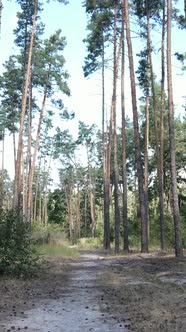 Vertical Video of Green Forest By Day