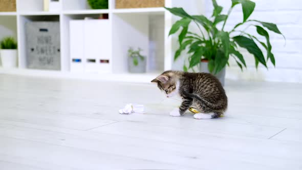 Striped Kitten Playing with Paper Bow on String in Modern Interior Home