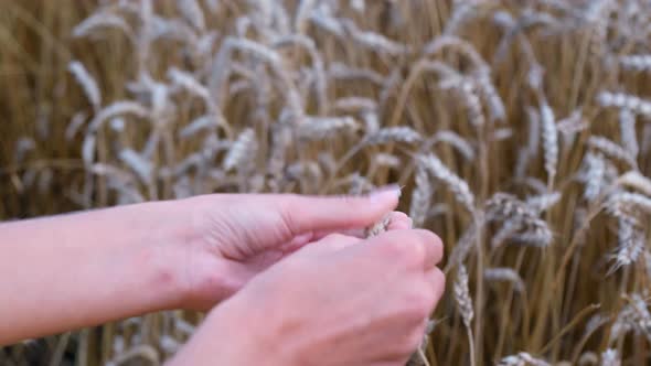 Farmer's Hands Touch Ear of Wheat in Golden Field