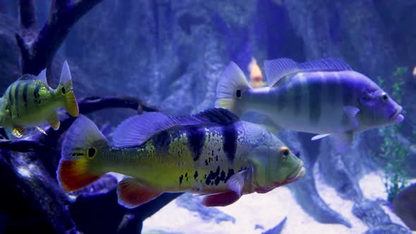 Peacock bass (or Brazilian tucunaré) (Cichla) is a genus of large cichlids, diurnal and predatory fr