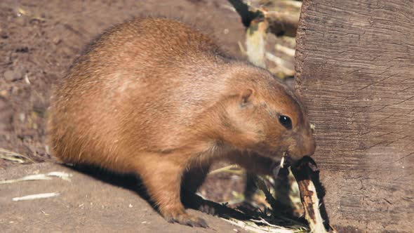 Hungry black-tailed prairie dog, eating bark from a branch, sunny, summer day - Cynomys Ludovicianus