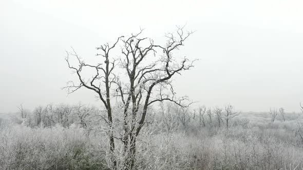 Rime in the Forest 