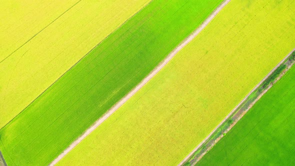 Drone flying over the beautiful green and yellow rice field scenery