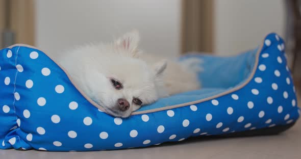 Pomeranian dog sleep on bed