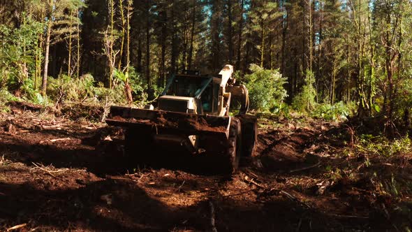 Skidder driving on muddy forest floor collecting freshly cut pine tree trunk