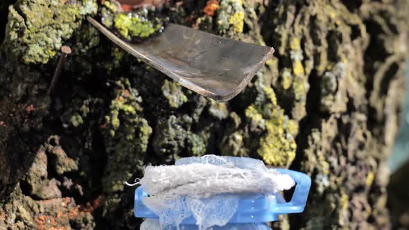 Extraction of Birch Sap in Spring