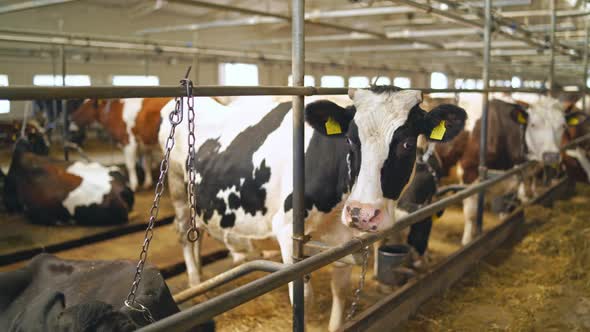 Cows in a modern farm barn.