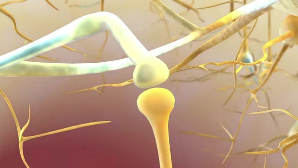 Neuron and synapses alt