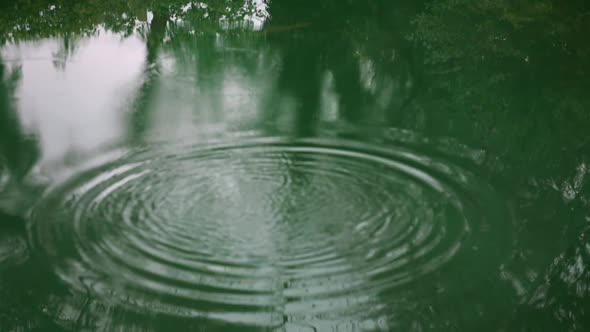 The water surface of the river with the reflection of a tree, into which a pebble is thrown