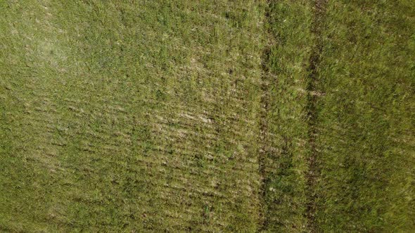 Aerial View on Green Wheat Field in Countryside