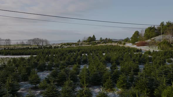 Tree plantation of christmas trees - traditional decoration production. Aerial close up view