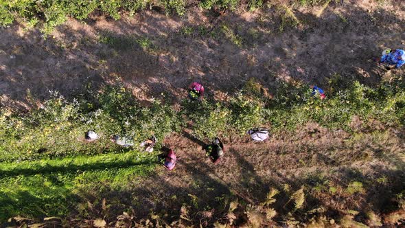 Apple Harvest, Aero, Top View, Farmers Pick Ripe, Juicy Apples From Trees in Farm Orchard, Autumn