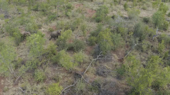 Aerial View of Elephants walk in the savana, Balule Nature Reserve, Maruleng NU.