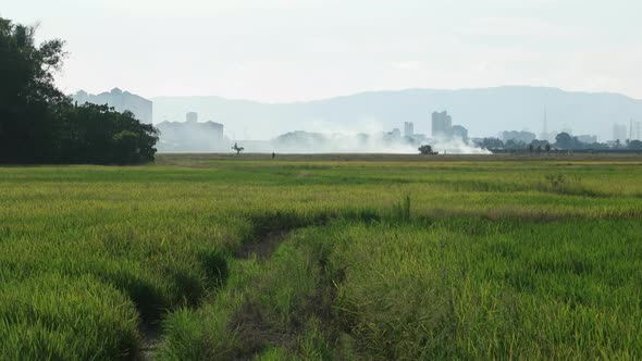 Open burning at paddy field. 