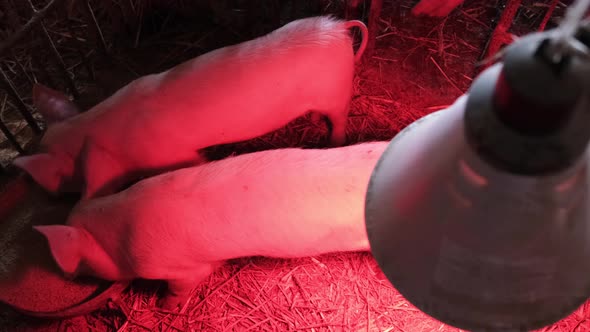 Little Energetic Piglets on a Farm in China