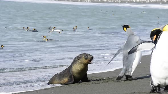 King Penguins on the Beach in South Georgia