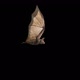 Flying Bat Side Wiew - VideoHive Item for Sale